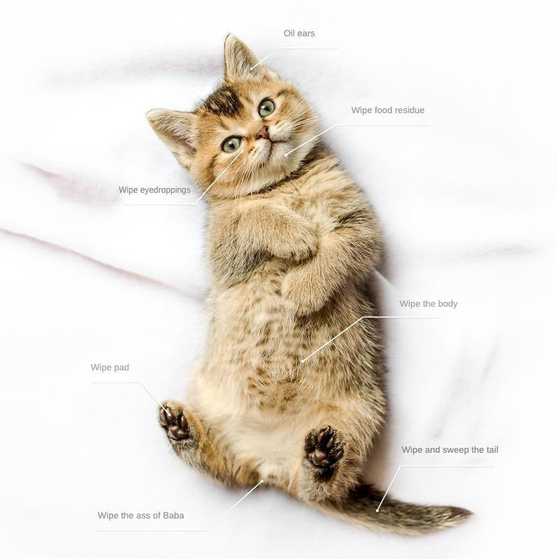 Pet Cleaning & Deodorizing Bathing Wipes for Dogs and Cats – Hypoallergenic & Fragrance-Free - AllvueCo