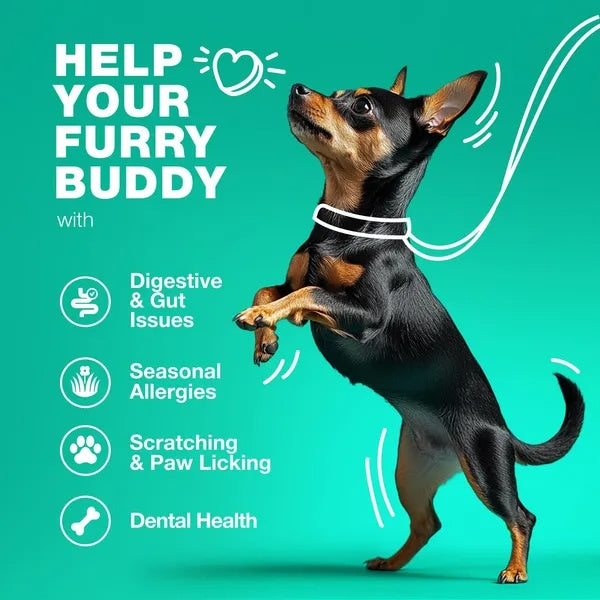 Probiotic Chews for Dogs – Gut Health, Allergy Relief & Immune Support with Digestive Enzymes & Prebiotics (180 Count) - AllvueCo