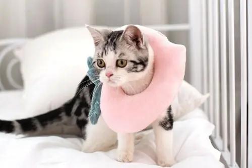 Adjustable Pet Neck Cone Recovery Collar for Cats and Kittens - AllvueCo